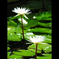 Nymphaea Micrantha (fam. Nympheacees) (orig. Afr. de l'ouest) (Lyon) (01)
